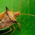 Entomologia