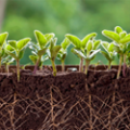Inoculantes