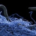 Nematologia